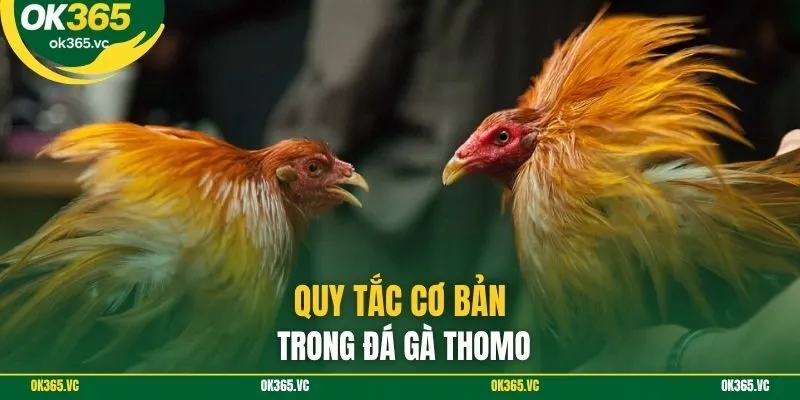 Quy tắc cơ bản trong đá gà thomo