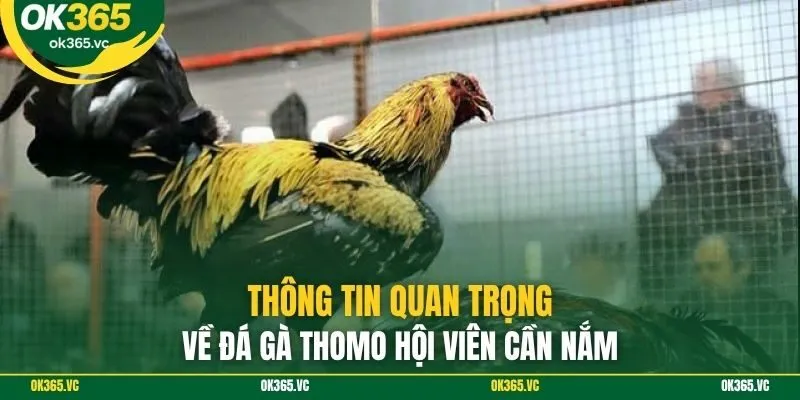 Thông tin quan trọng về đá gà thomo hội viên cần nắm
